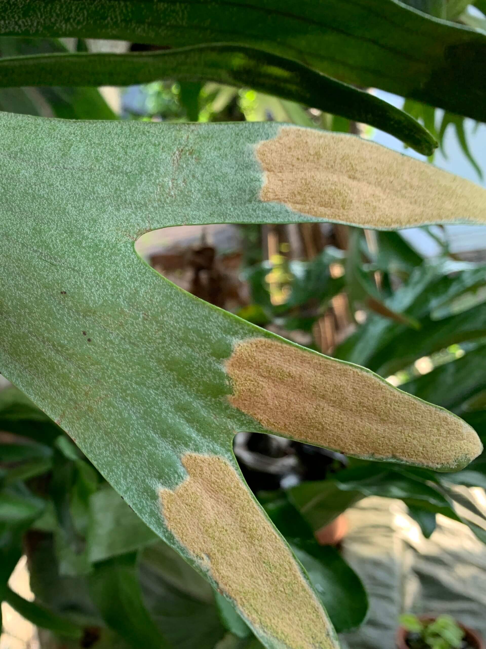 僕の"LB‐A"シリーズ | ビカクシダと僕の趣味ブログ 胞子 P.Sribowl ビカクシダ 胞子販売 胞子培養 コウモリラン